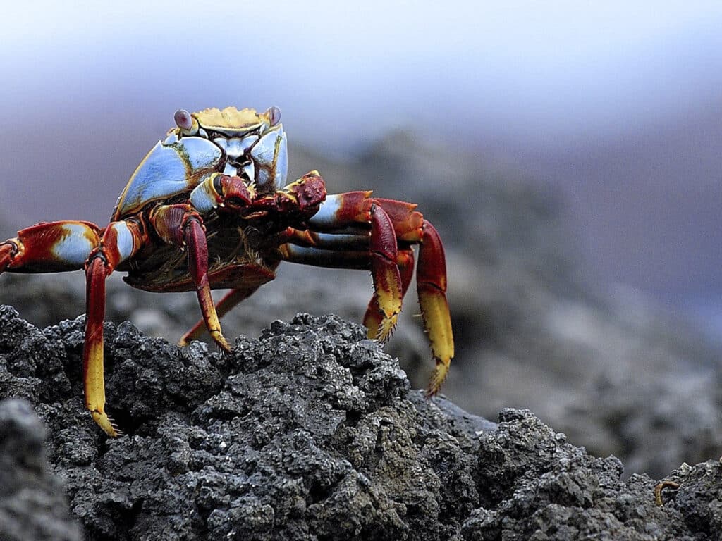 Sally Light Foot Crab, Galapagos, Ecuador
