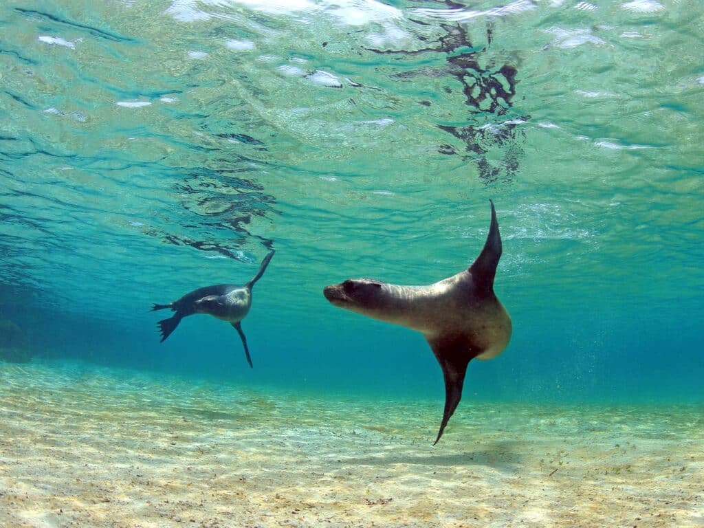 Seals, Galapagos Islands