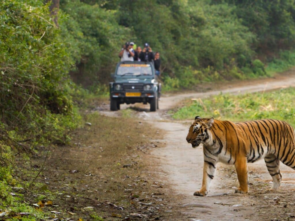 Tiger safari in India
