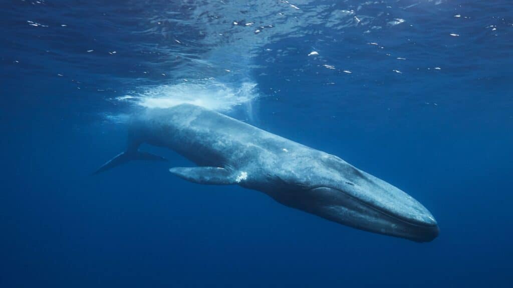 Underwater shot of blue whale, Mirissa, Sri Lanka