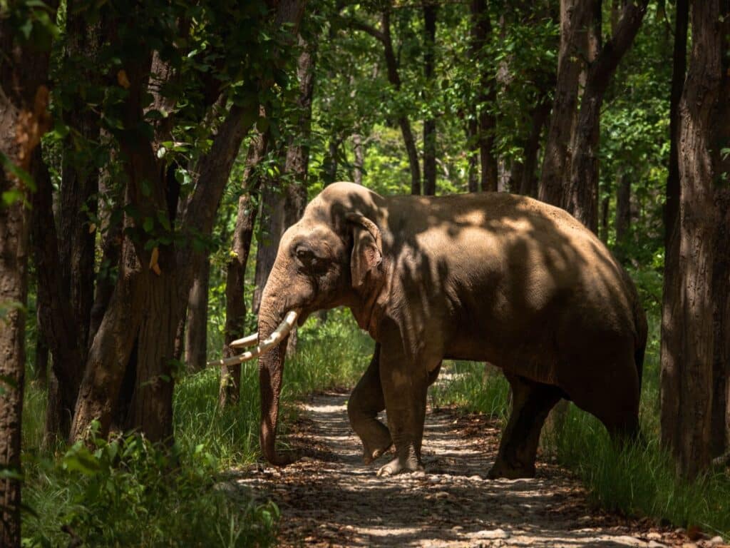 Burhan Wilderness Camp, Asian elephant, Bardia National Park, Nepal