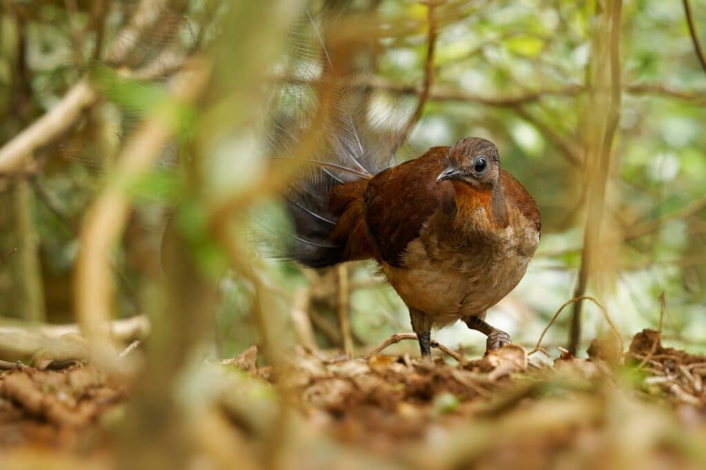 Lyrebird in Australian Rainforest
