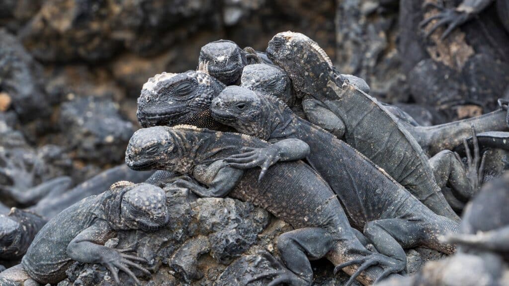 Group of marine iguanas, Galapagos Islands