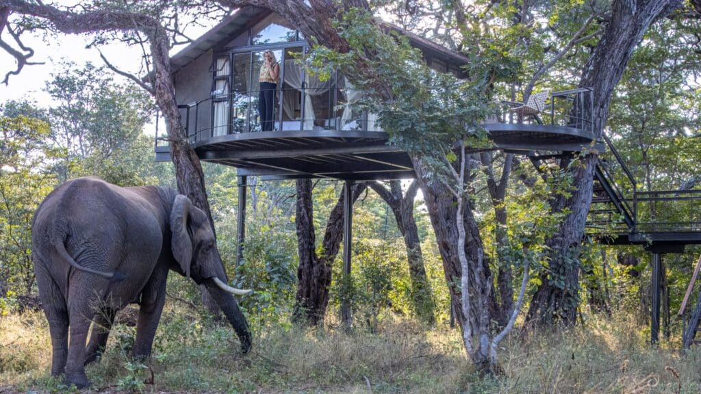 Elephant by treehouse lodge