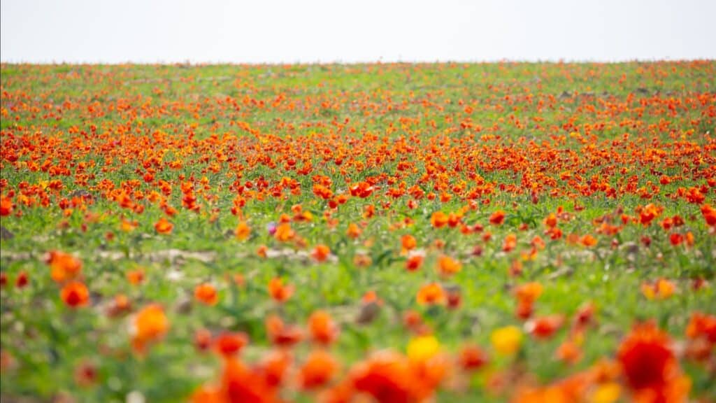 Tulips in bloom on the Kazakh steppe, Kazakhstan
