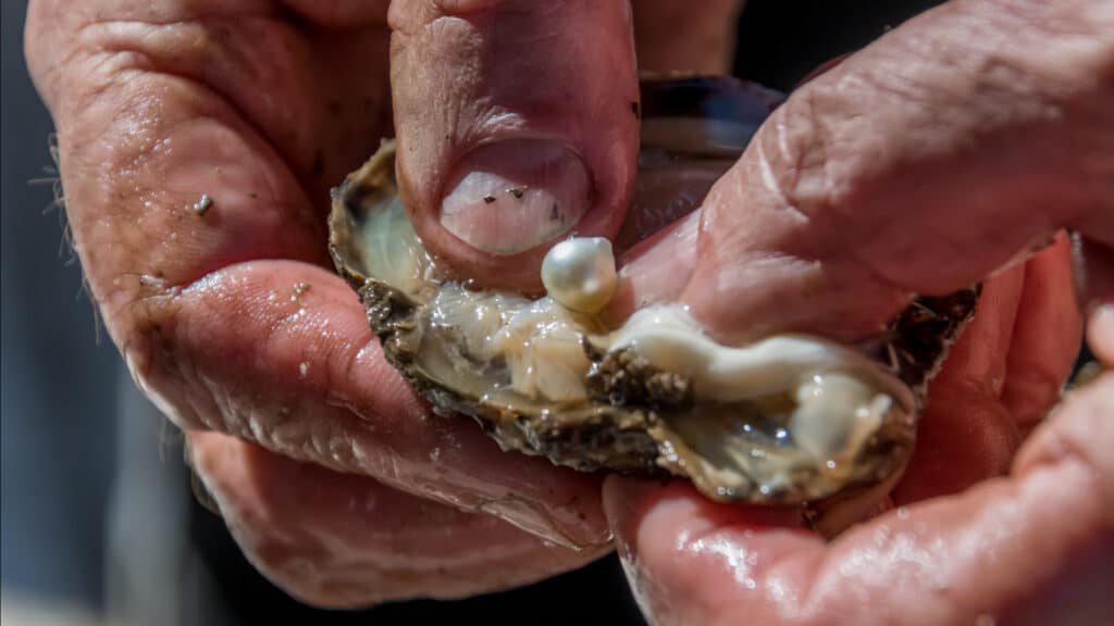 Pearl from oyster