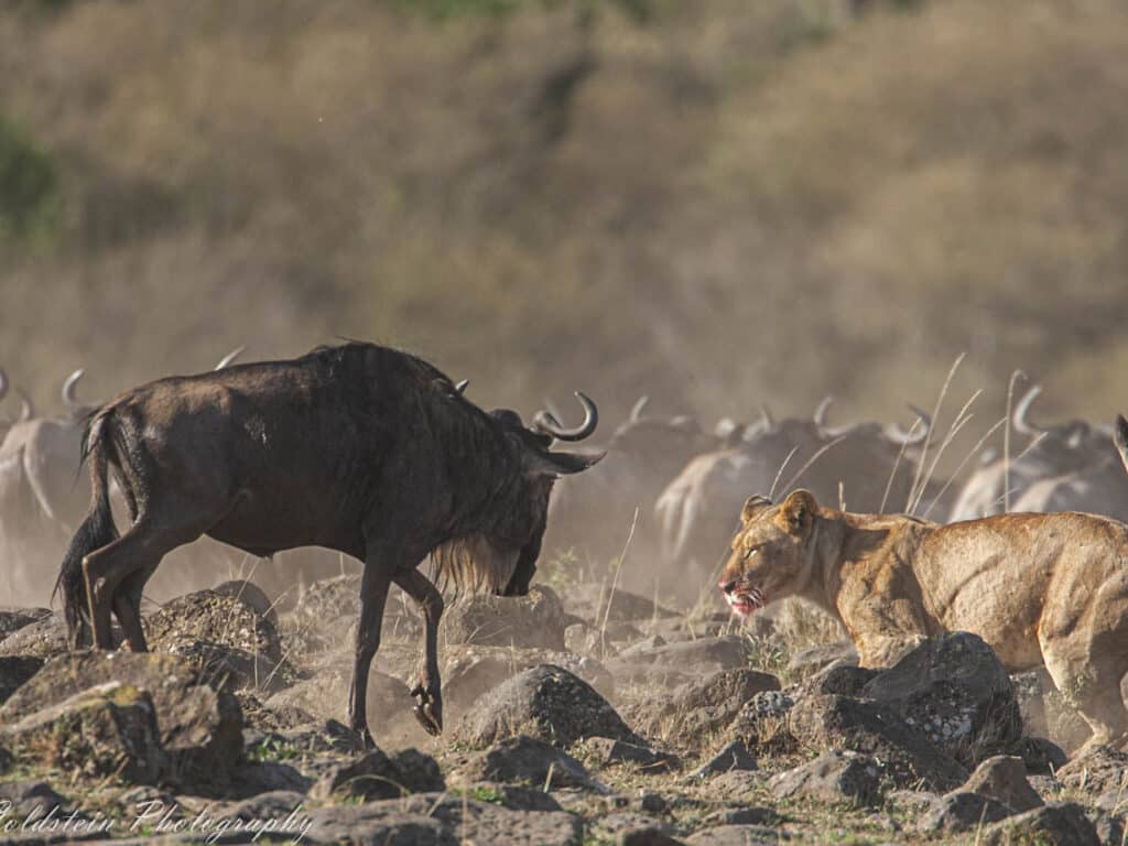 Paul Goldstein, Wildebeest Hunt, Tanzania