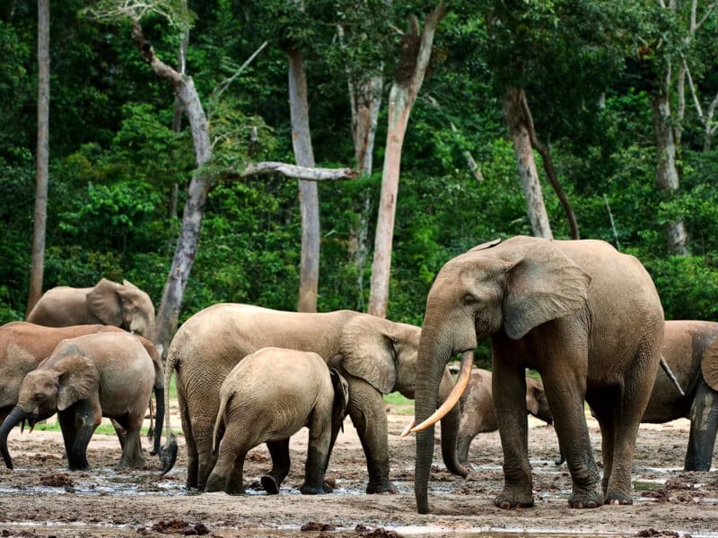 African Forest Elephant, Congo