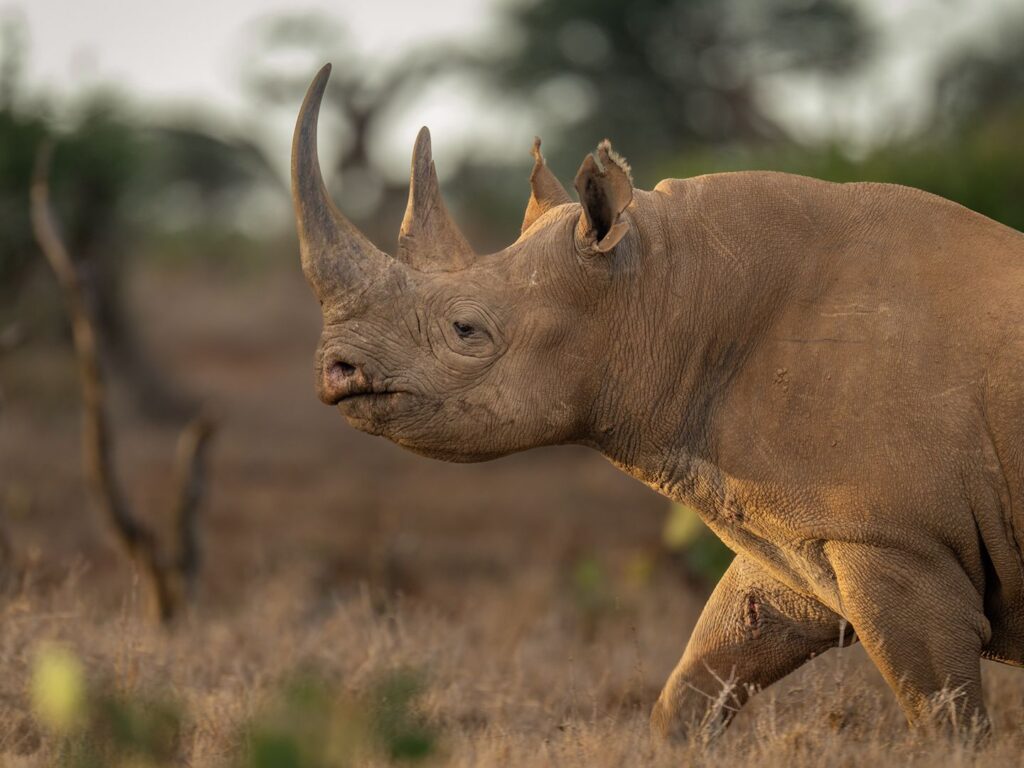 Black Rhino