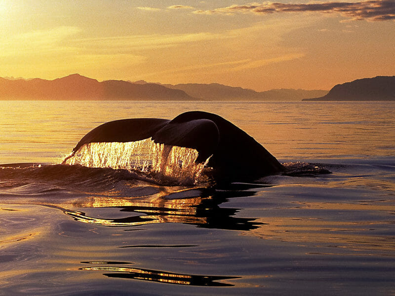 Whale fluke, Southeast Alaska, Frederick Sound