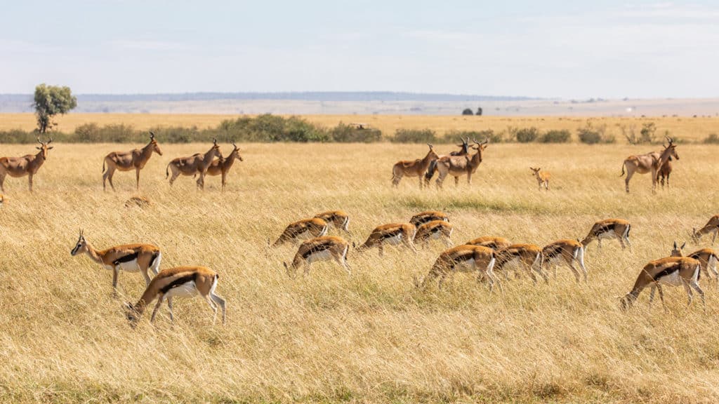 Masai Mara, Kenya, safari scene with herds of Thomsons gazelle grazing on tall grass in foreground and Coke's hartebeest