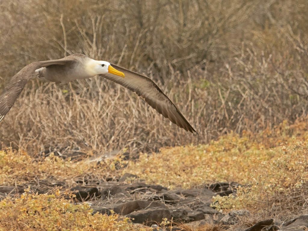 Waved albatross coming in to land Galapagos Islands