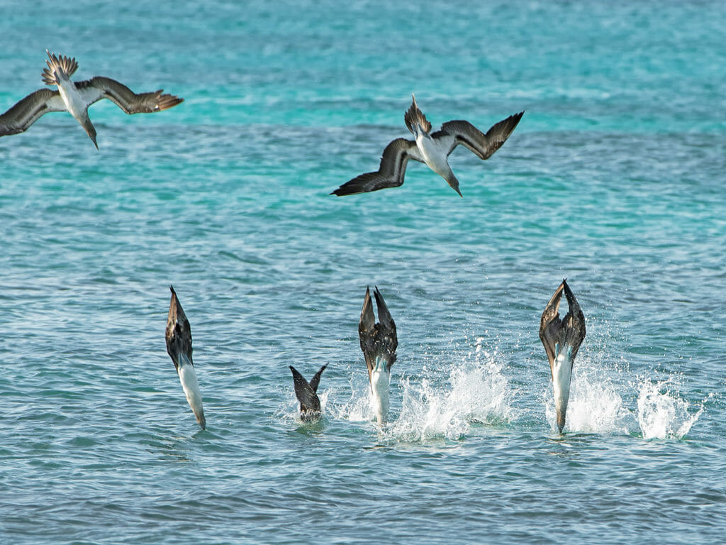 Blue-footed boobies diving for fish