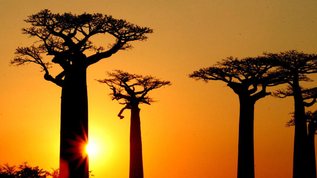 Avenue of Baobabs, Morondava, Madagascar