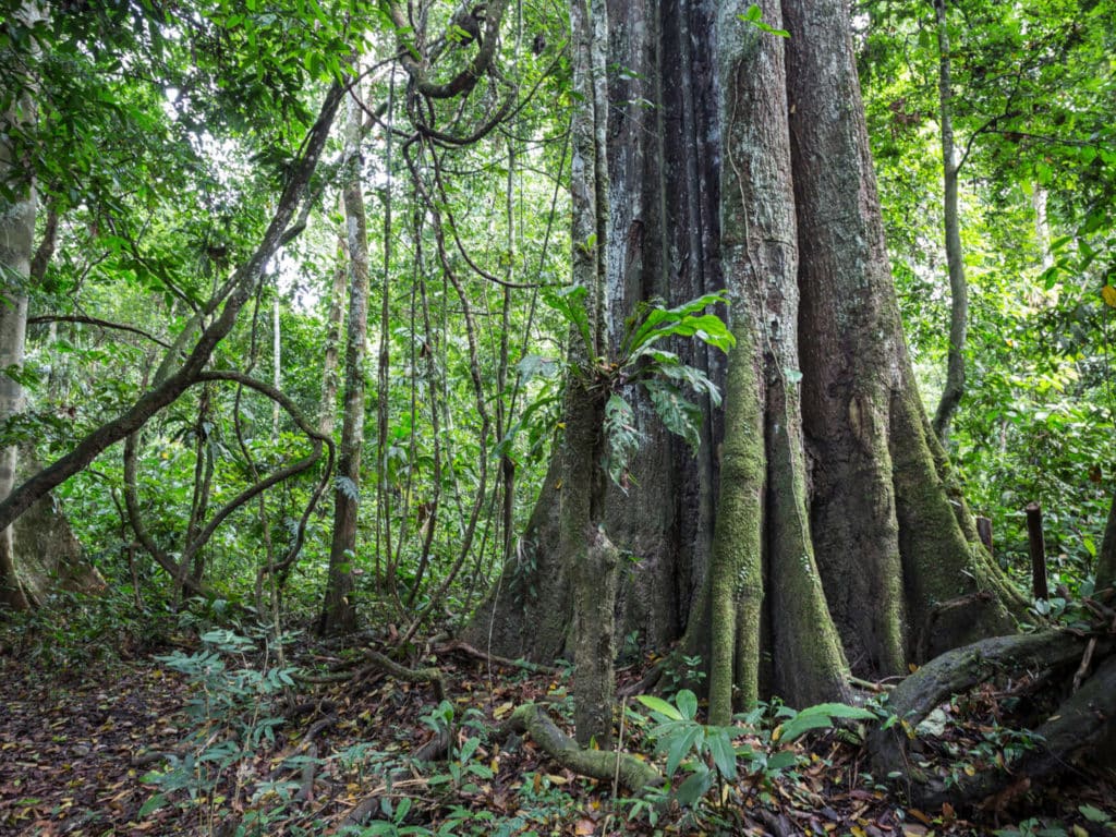 Amazon Rainforest, Brazil