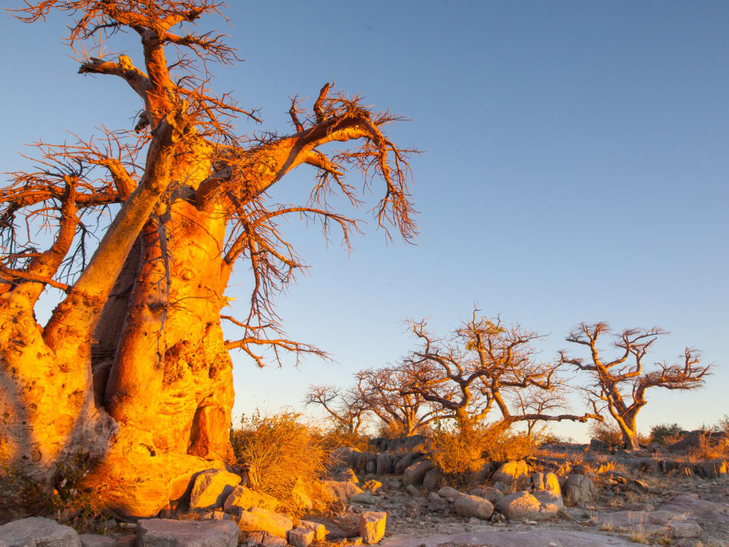 Baobab trees of Kubu Island Botswana