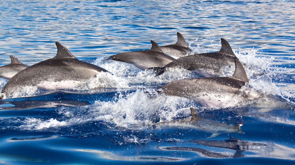 Pod of Dophins, Azores