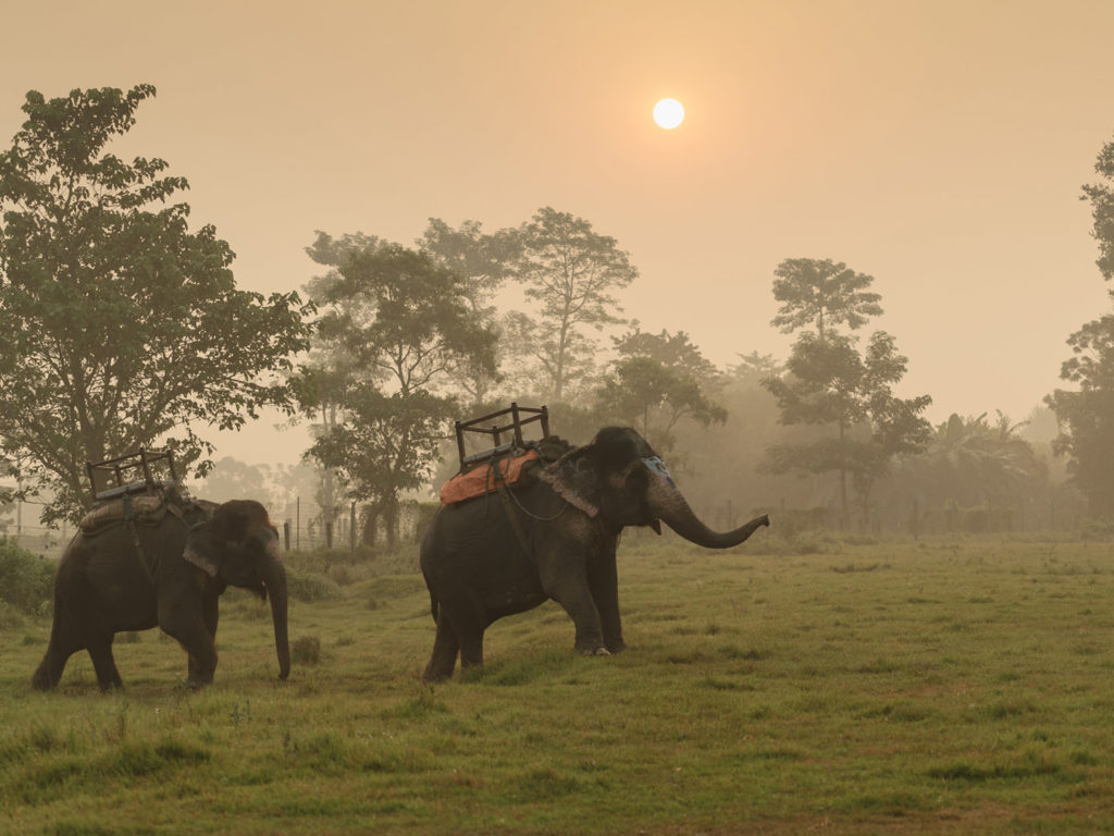 Elephant Safari, Chitwan National Park, Nepal