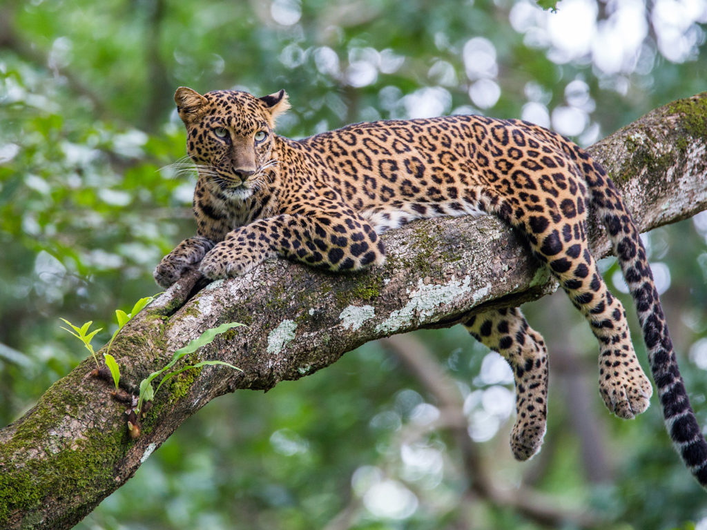 Leopard in tree, Kenya
