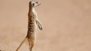 Alert meerkat standing on guard, Kalahari desert, South Africa