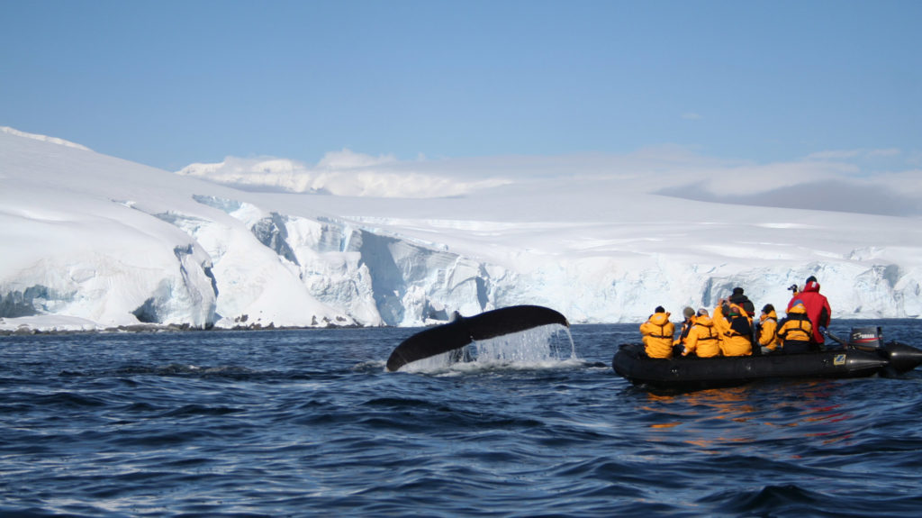 Humpback Whale, Antarctic Peninsula, Antarctica