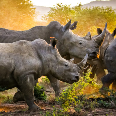 Herd of rhino at sunrise, South Africa