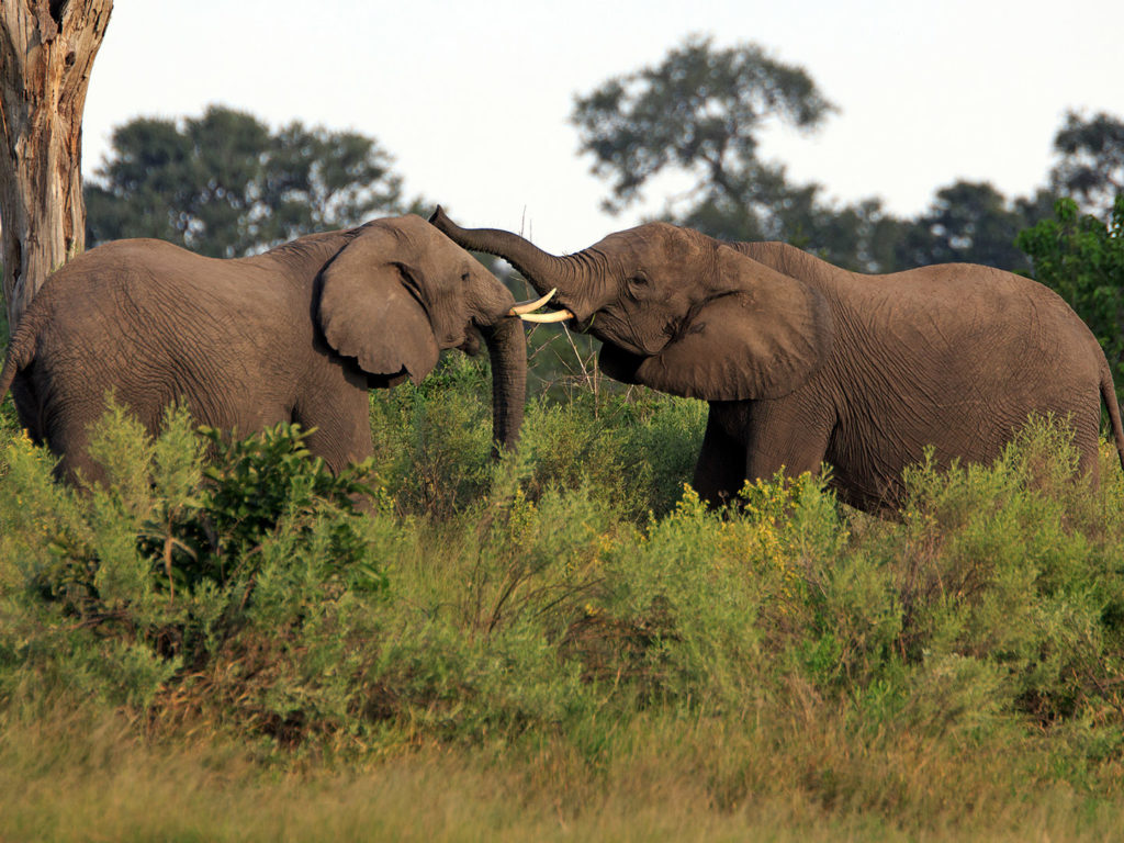 Fighting Male Elephant