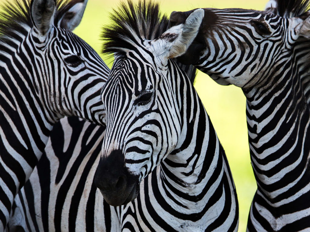 Zebra Socialising