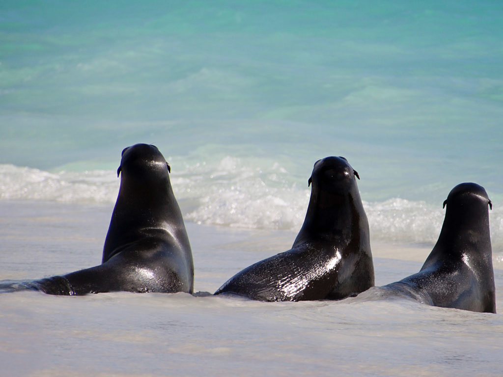 Sea lions on a beach Galapagos