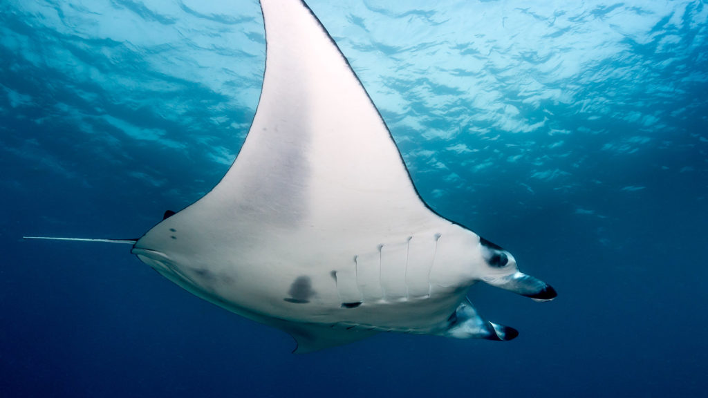 A large Manta Ray hovers above a group of divers in the Komodo National Park