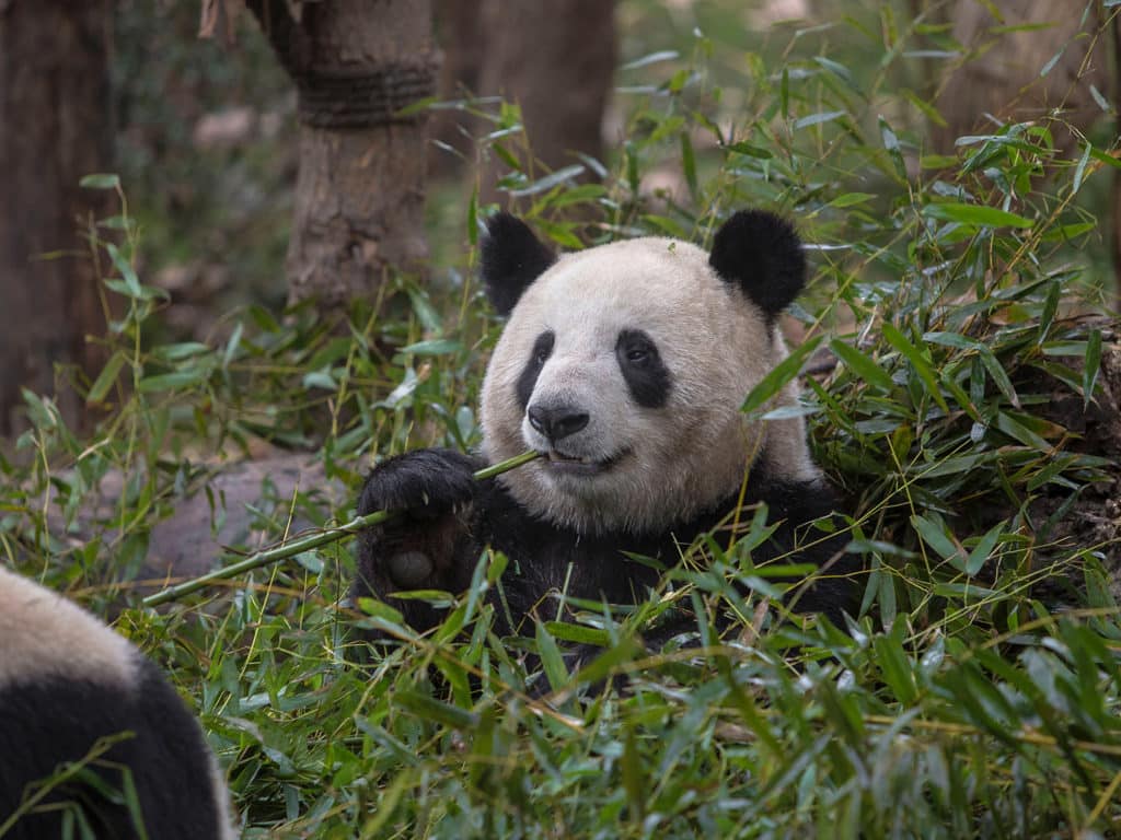 Pandas in Chengdu