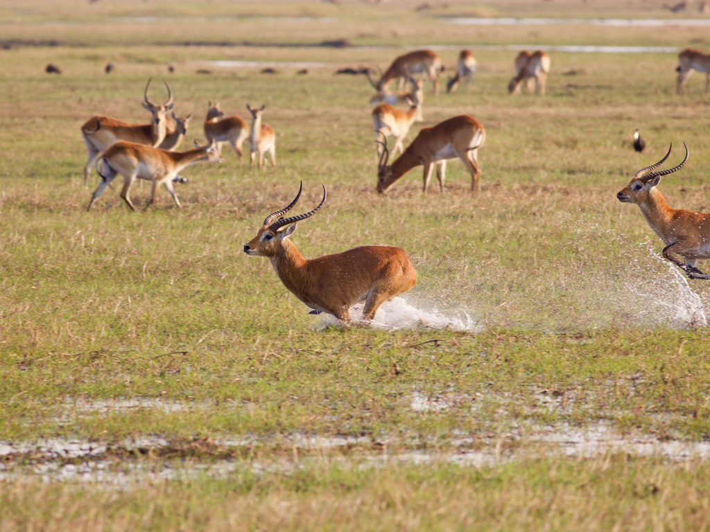 Kafue Flats lechwe running in the water on the plains