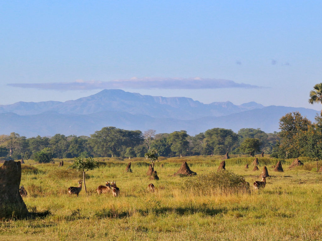 Termite mounds on grass plains, Liwonde National Park, Malawi