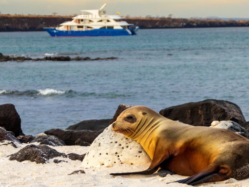 Ocean Spray Boat, View to boat from beach with sealion in foreground, Galapagos