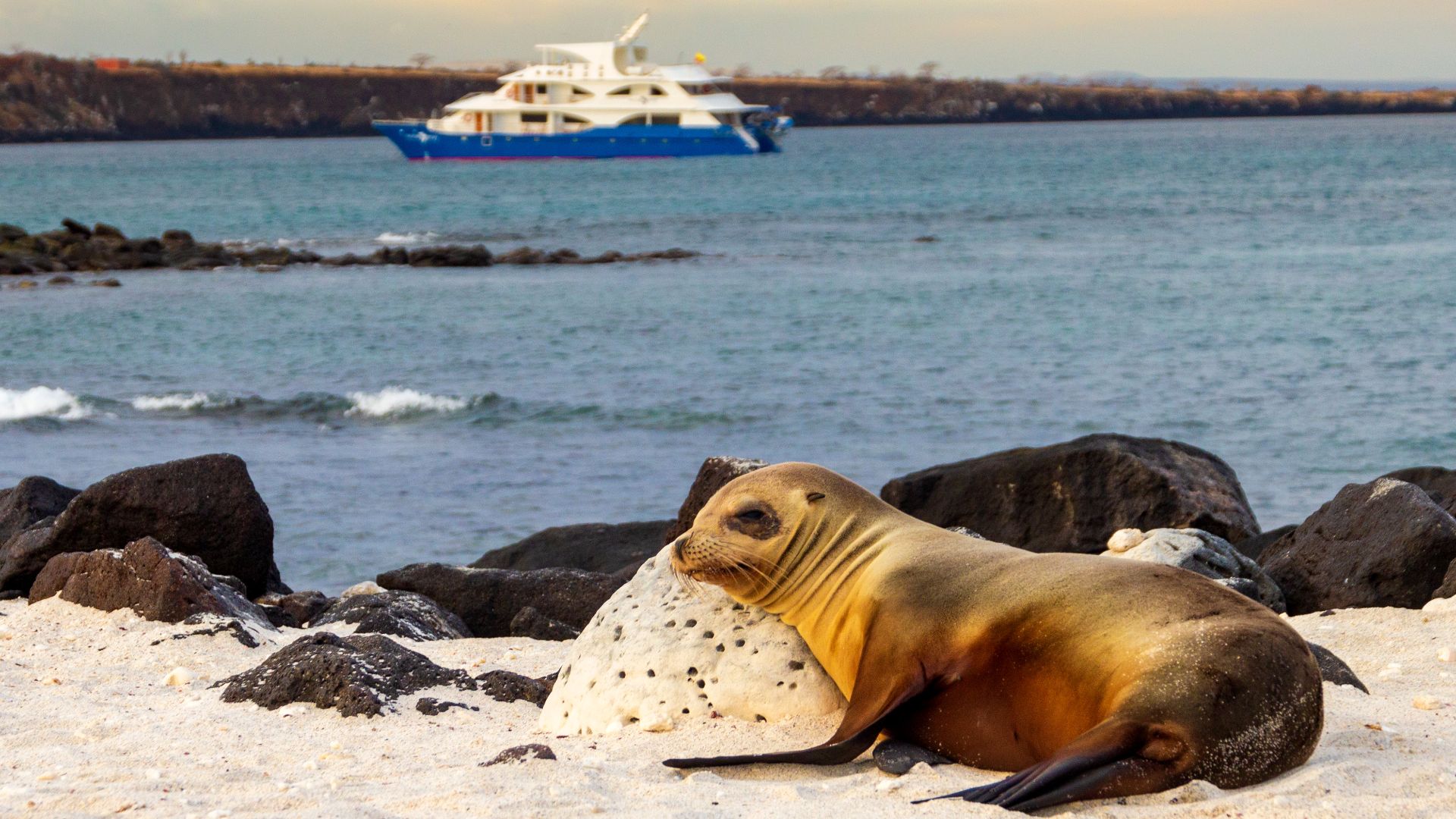 Galapagos