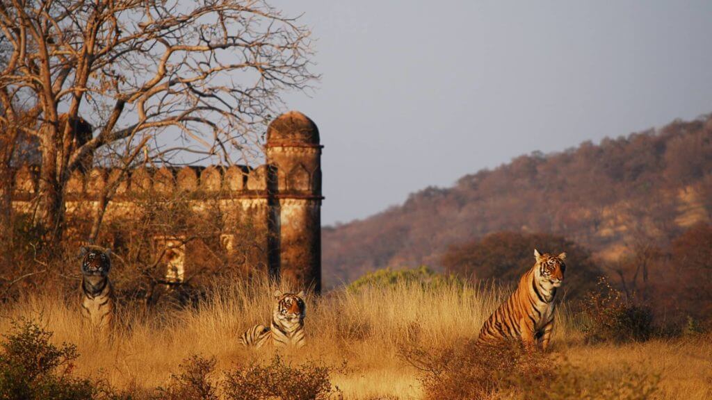 Ranthambhore, India