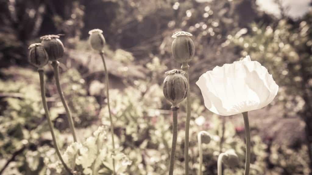 Poppy heads, Northern Thailand