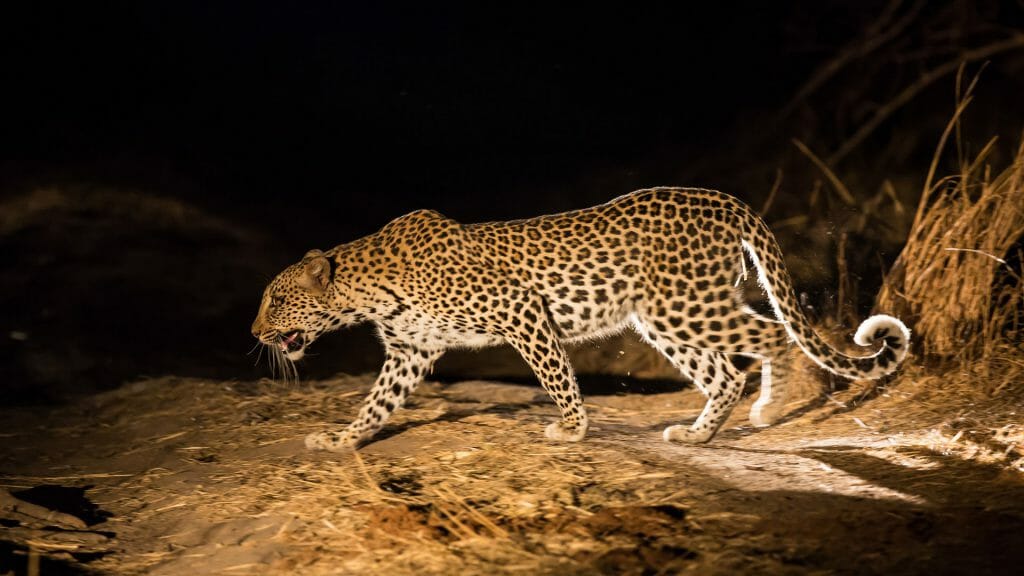 A leopard on the hunt at night, South Luangwa National Park, Zambia