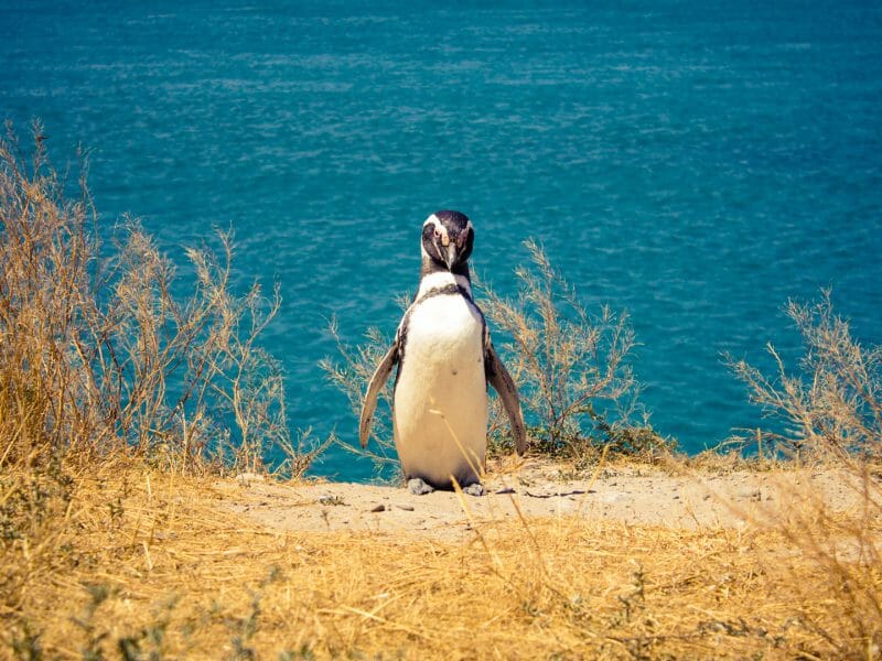 Magellanic Penguin, Peninsula Valdes, Patagonia, Argentina