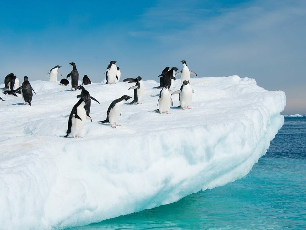 Adelie Penguins on an Iceberg, Antarctica