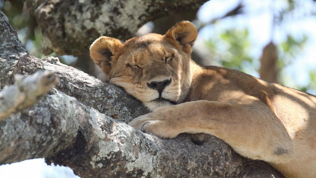 African lioness sleeping on a tree