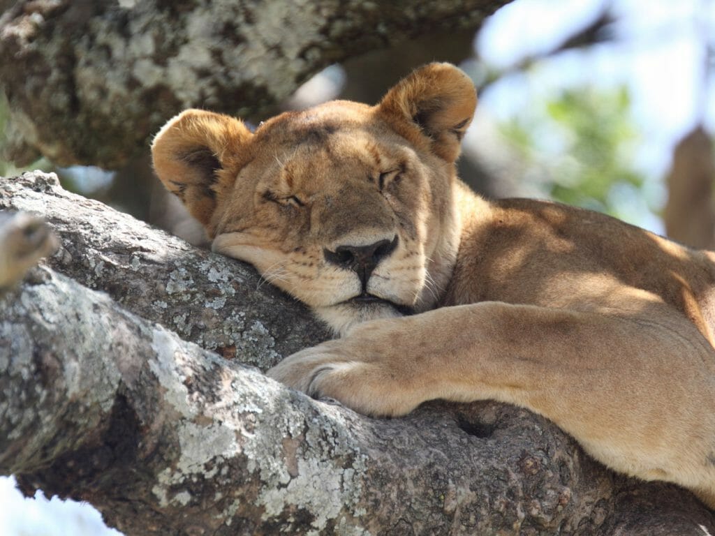 African lioness sleeping on a tree