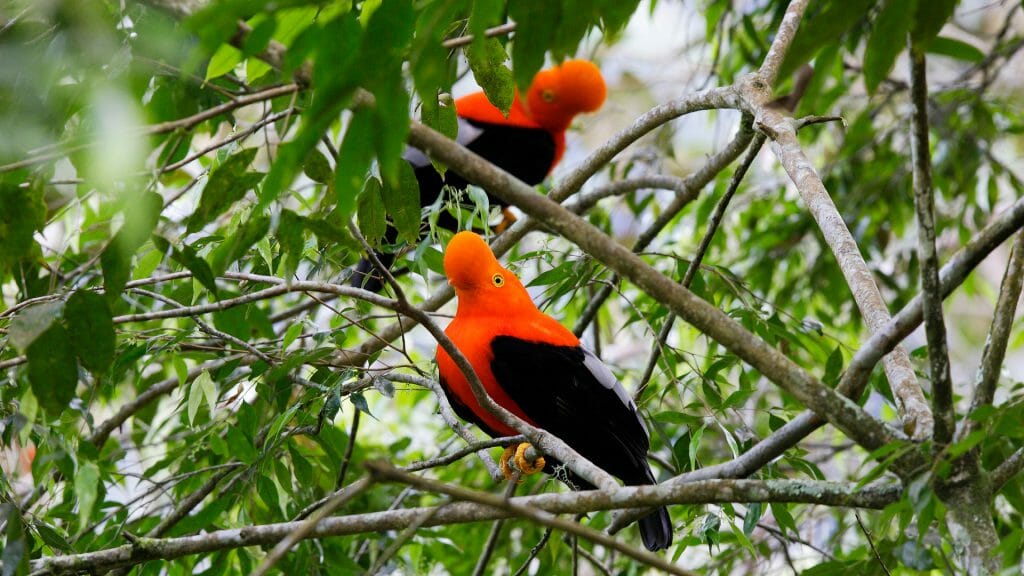 Andean Cock of the Rock, Peru