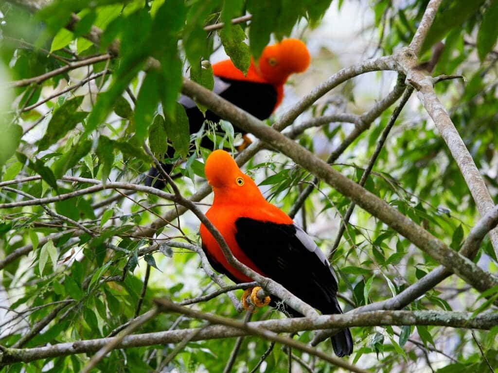 Andean Cock of the Rock, Peru