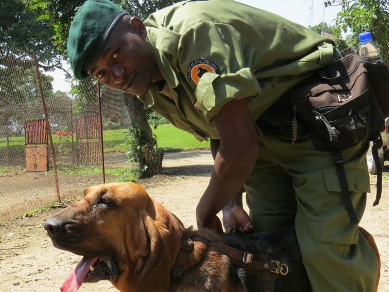 Anti Poaching Bloodhound and Ranger, Virunga National Park, Democratic Republic of Congo
