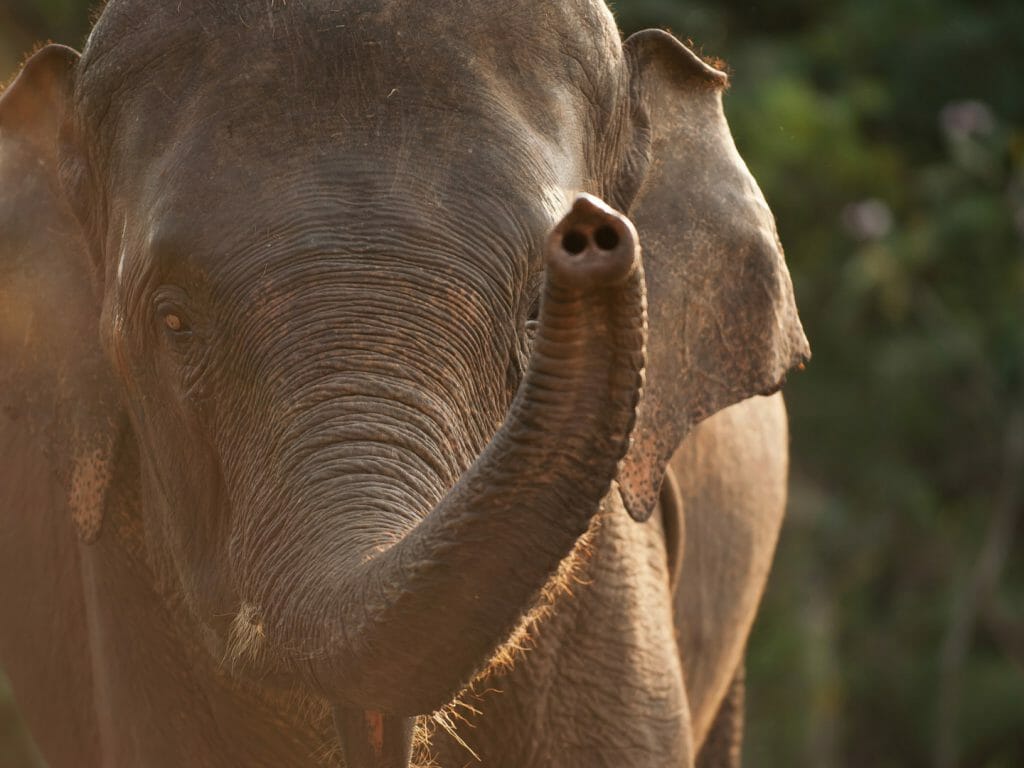 Close up of Asian Elephant slit by evening sunshine.