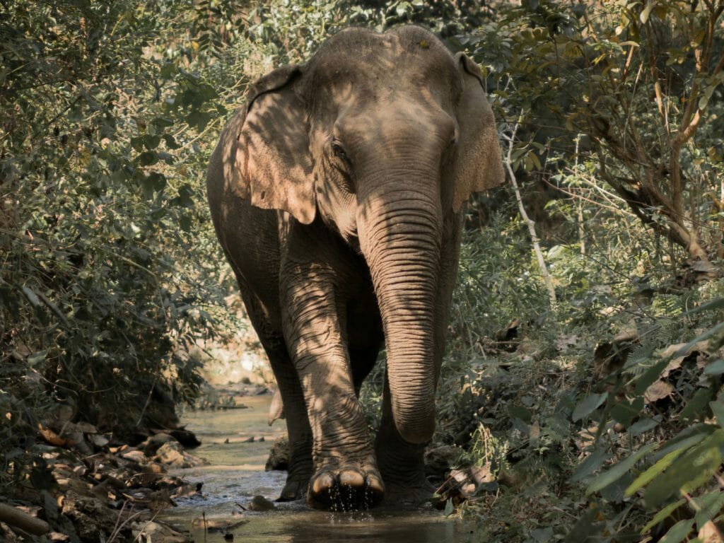Elephant walking towards camera in shallow river surrounded by jungle.