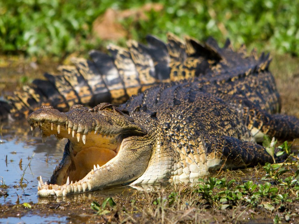 Australian Saltwater Crocodile, The Kimberley, Western Australia