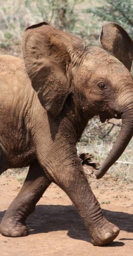 Baby elephant, Madikwe Game Reserve, South Africa
