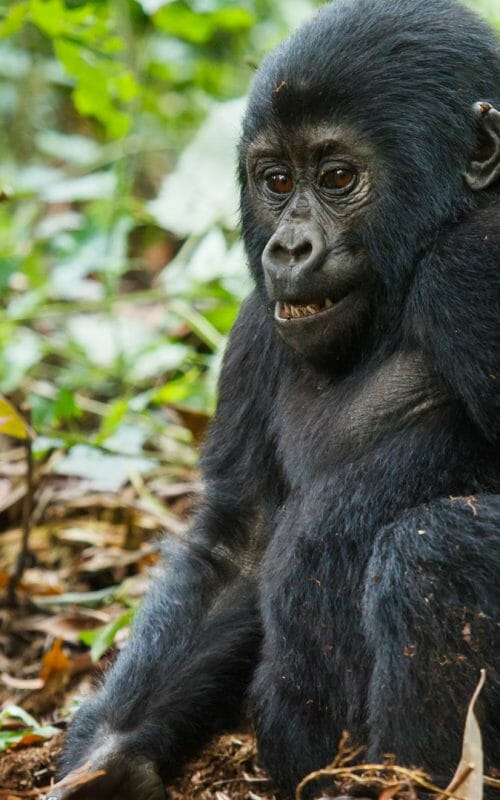 Baby gorilla, Bwindi Impenetrable National Park, Uganda